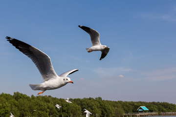 Slender-billed Gull flying