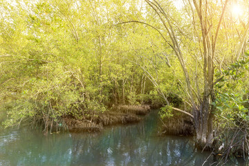 Shoots and root of the mangrove apple (Sonneratia alba) or cork tree in the mangroves forest in waterlogged habitat with sunlight.