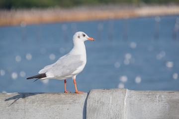 Fototapeta premium Slender-billed Gull Standing