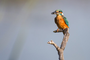 Un martin-pêcheur sur son perchoir