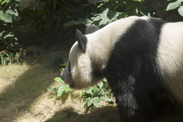Sleeping giant panda. Giant panda bear in Hong Kong, Ocean Park, main attraction.