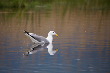 Goeland leucophée dans le marais