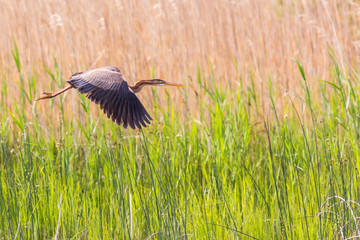 Un héron pourpré en vol au dessus du marais