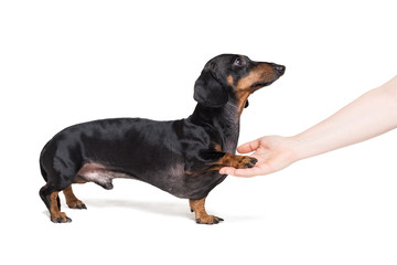 dog dachshund, black and tan, performs the command give paw to its owner, isolated on a white background