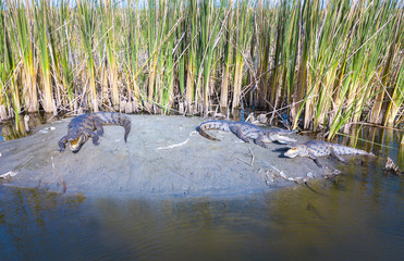 Crocodiles in Alligator relax on an banking in Gambia, West Africa