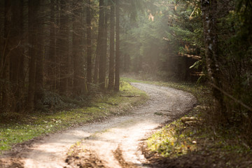 Un chemin forestier à contre-jour
