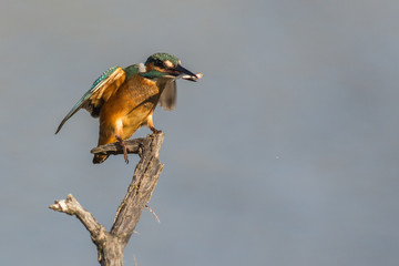 Un martin-pêcheur sur son perchoir avec sa proie © Alexandre