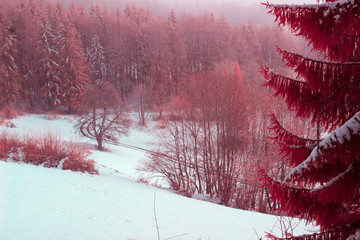 Un chemin forestier enneigé en infrarouge