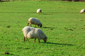 Typical Basque landscape between mountains and animals