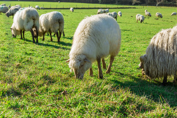 Típico paisaje vasco entre montañas y animales