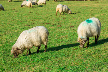 Típico paisaje vasco entre montañas y animales