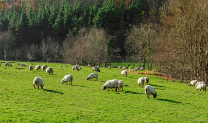Típico paisaje vasco entre montañas y animales
