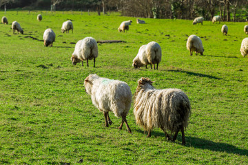 T&iacute;pico paisaje vasco entre monta&ntilde;as y animales