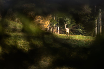 Un chevreuil à travers la forêt © Alexandre