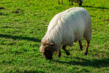 T&iacute;pico paisaje vasco entre monta&ntilde;as y animales