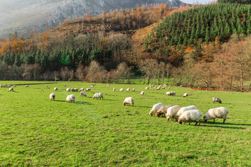 Obraz premium Típico paisaje vasco entre montañas y animales