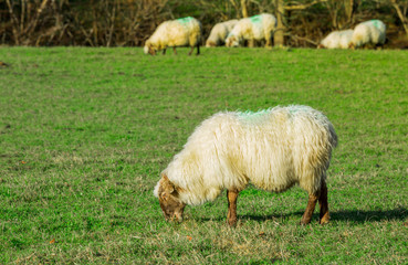 Obraz premium Típico paisaje vasco entre montañas y animales