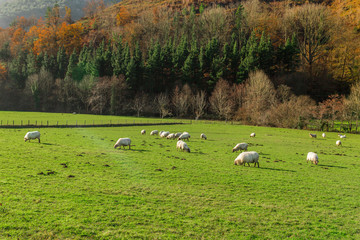 Typical Basque landscape between mountains and animals
