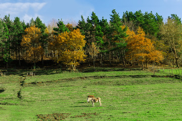 Typical Basque landscape between mountains and animals