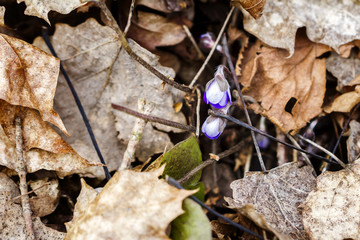 First fresh blue violet in the forest
