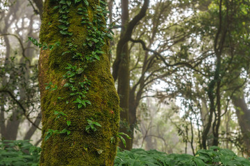 Obraz premium Close-up shot of a tree cover by moss and fern in the jungle tropical rainforest with daylight and mist at Doi Inthanon, Chiang Mai, Thailand.