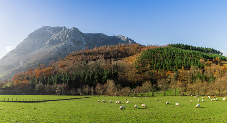 Fototapeta na wymiar Typical Basque landscape between mountains and animals 