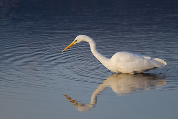Une Grande Aigrette qui pêche
