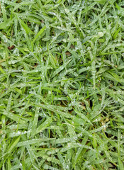 Water drops on green grass background
