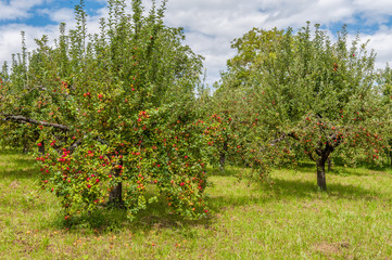 Fototapeta na wymiar Wiese mit Apfelbäumen
