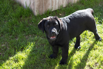 Labrador nero
