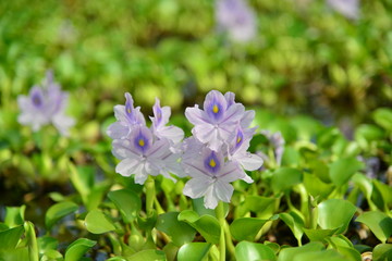 バラとちょうちょ