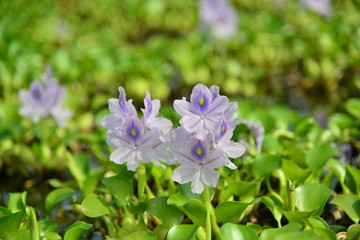 バラとちょうちょ