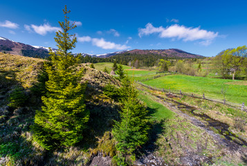 Fototapeta na wymiar spruce trees near the brook in springtime. lovely countryside scenery in rural area. fresh green grassy fields on hills. deep blue sky with fluffy clouds. mountains with some snow in the distance
