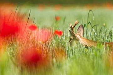 Un chevreuil dans un champ de blé et coquelicot