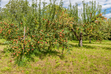 Fototapeta na wymiar Wiese mit Apfelbäumen