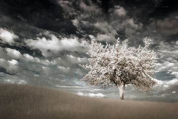 Un arbre en infrarouge, blanc