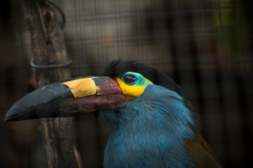 Plate-billed Mountain Toucan is showing of his beak. 
