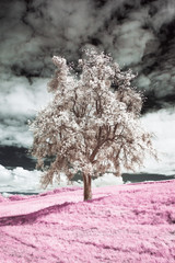 Fototapety  Drzewo w podczerwieni, różu i bieli