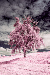 Fototapety  Drzewo w podczerwieni, różowe