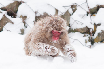Snow monkey at Jigokudani.Japan