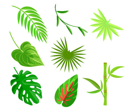 Plam leaf and tropical plant leaves icons element set isolated on white.