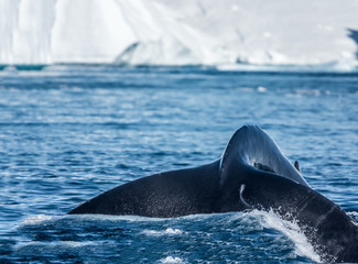 Fototapeta premium Humpback whales feeding among giant icebergs, Ilulissat, Greenland
