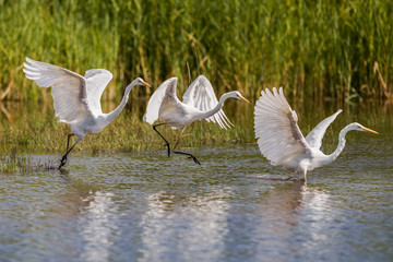 Montage d'un saut de Grande aigrette dans les marais