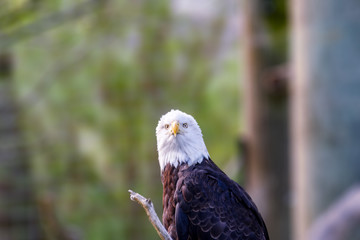 Wild animal, bird brown eagle with white head and yellow beak