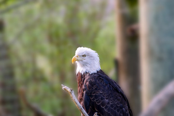 Wild animal, bird brown eagle with white head and yellow beak