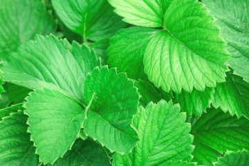 Green leaves of strawberry. Spring texture