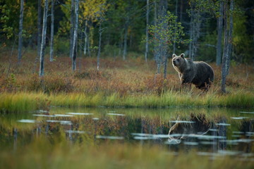 Fototapeta na wymiar Ursus arctos. The brown bear is the largest predator in Europe. He lives in Europe, Asia and North America. Wildlife of Finland. Photographed in Finland-Karelia. Beautiful picture. From the life of th