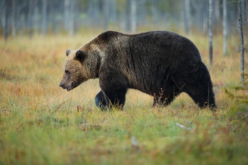 Ursus arctos. The brown bear is the largest predator in Europe. He lives in Europe, Asia and North America. Wildlife of Finland. Photographed in Finland-Karelia. Beautiful picture. From the life of th