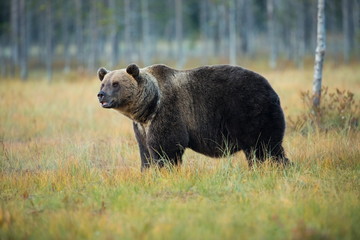 Obraz na płótnie Canvas Ursus arctos. The brown bear is the largest predator in Europe. He lives in Europe, Asia and North America. Wildlife of Finland. Photographed in Finland-Karelia. Beautiful picture. From the life of th