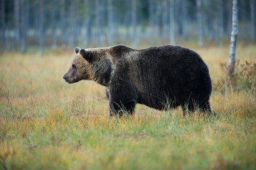 Ursus arctos. The brown bear is the largest predator in Europe. He lives in Europe, Asia and North America. Wildlife of Finland. Photographed in Finland-Karelia. Beautiful picture. From the life of th